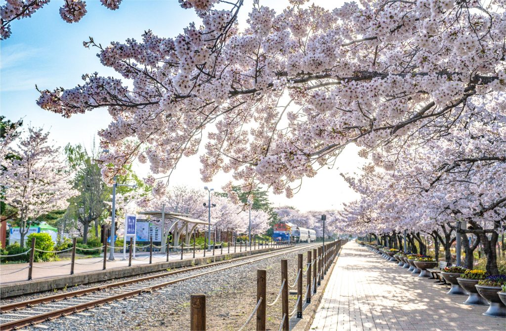 Gyeonghwa Station historic railway with cherry blossoms showing nostalgic Korean transportation heritage and spring beauty